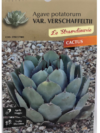 AGAVE POTATORUM VERSCHAFFELTII