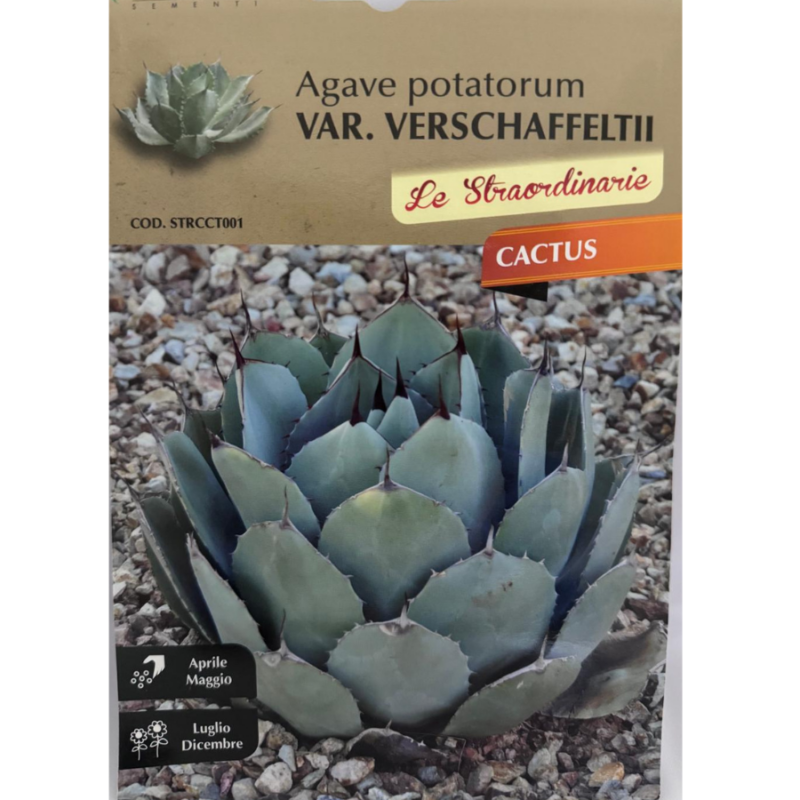 AGAVE POTATORUM VERSCHAFFELTII