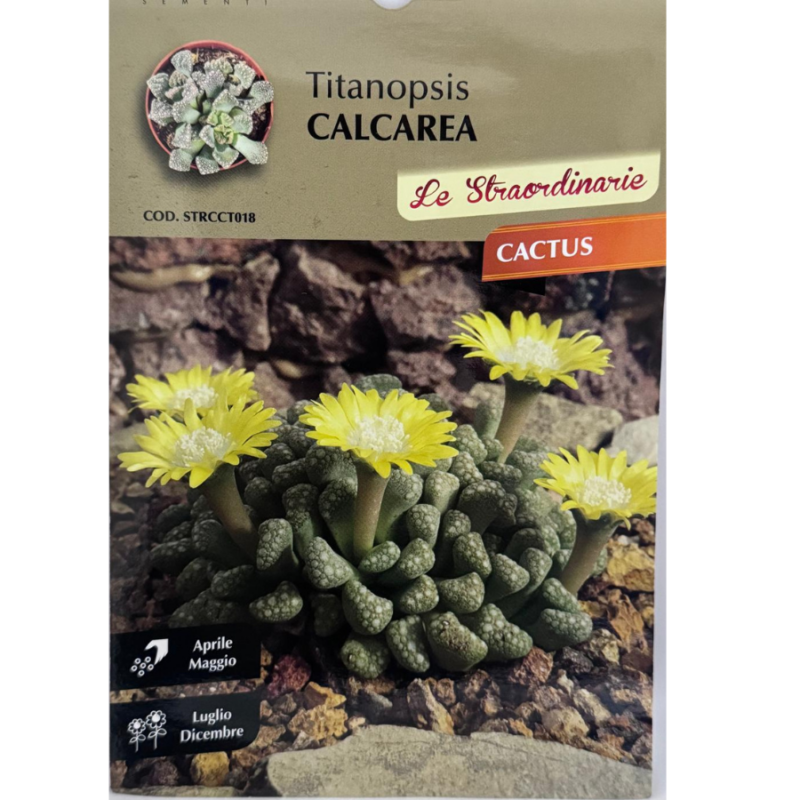 TITANOPSIS CALCAREA - immagine 2