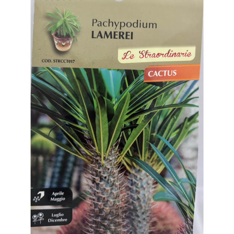 PACHYPODIUM LAMEREI