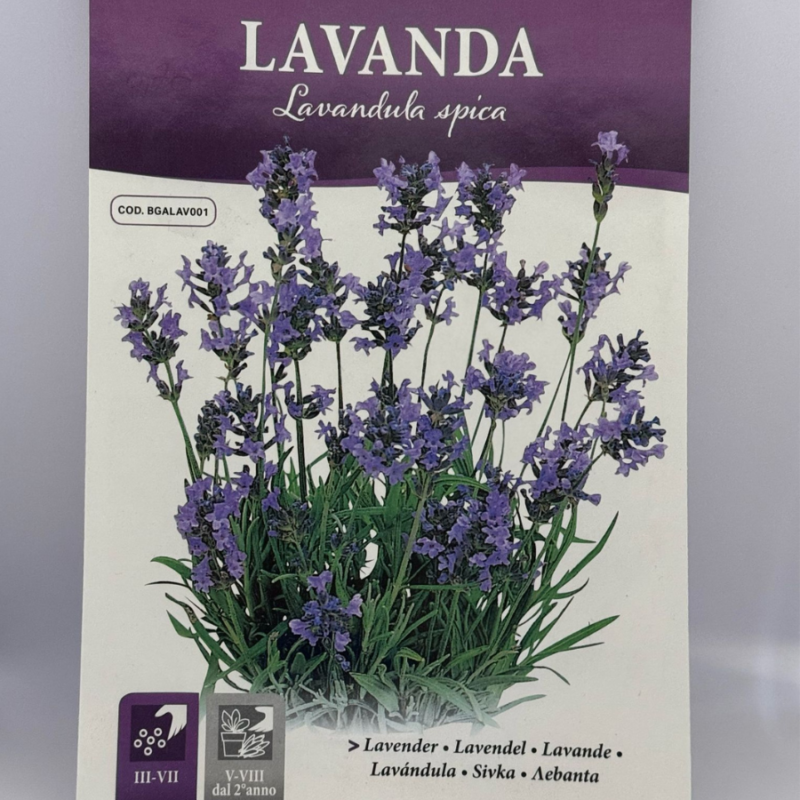 LAVANDA