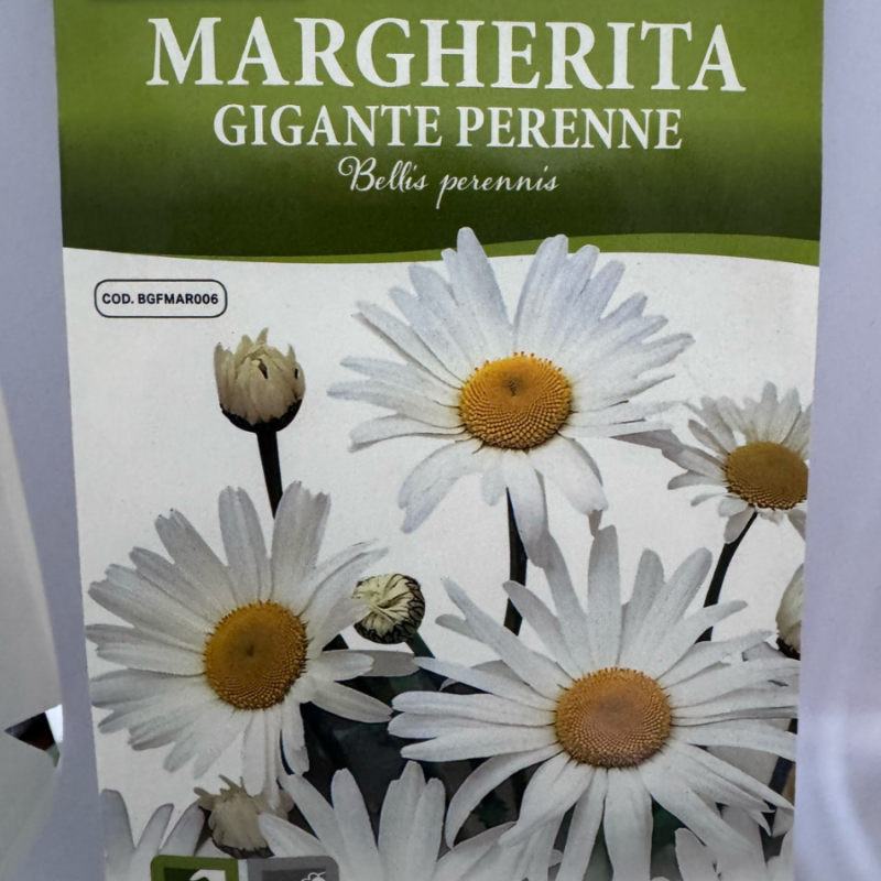 MARGHERITA GIGANTE PERENNE
