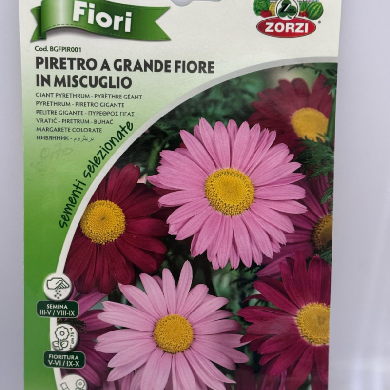 PIRETRO A GRANDE FIORE
