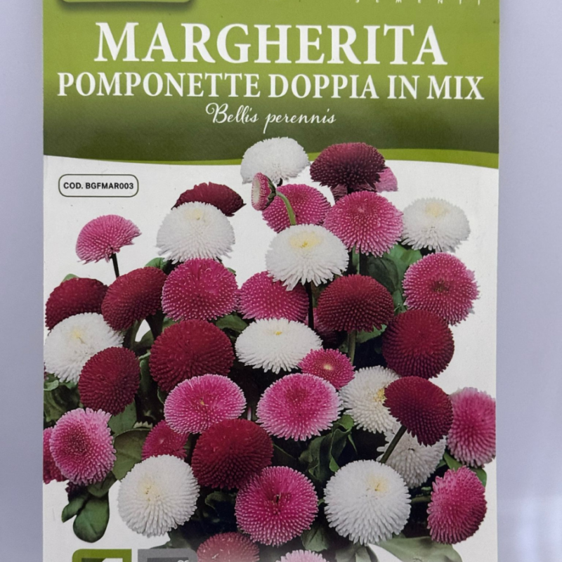 MARGHERITA POMPONETTE
